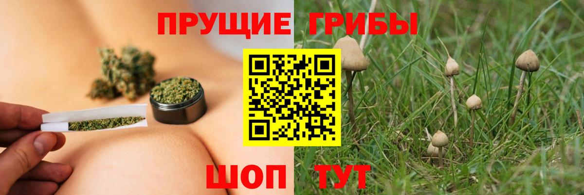 Псилоцибиновые грибы Cubensis Мыски
